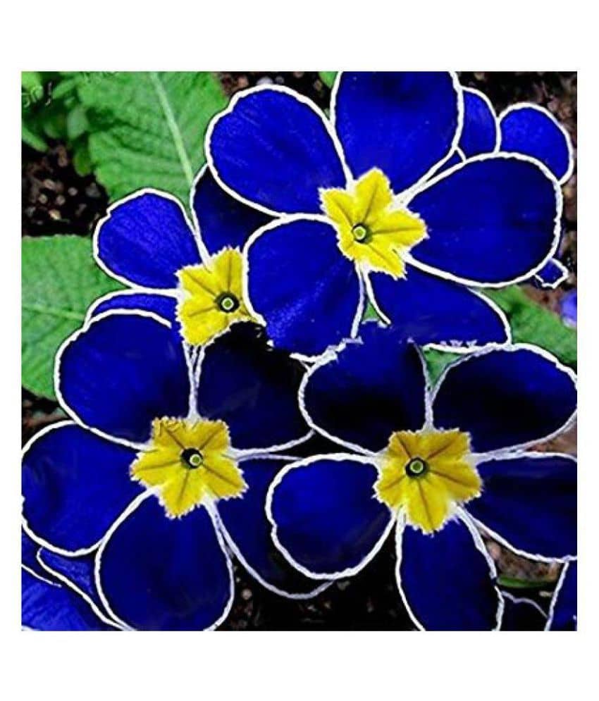 Blue Evening Primrose Flower Seeds