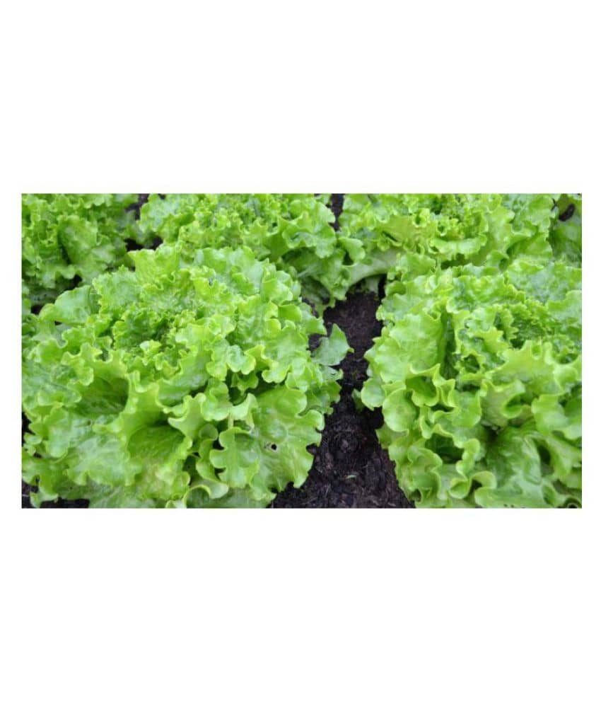 Matrix Hi- Yield Lettuce Seeds