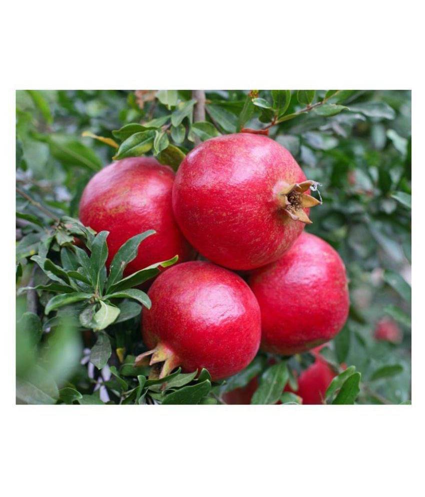     			Matrix Pomegranate Seeds for Pot
