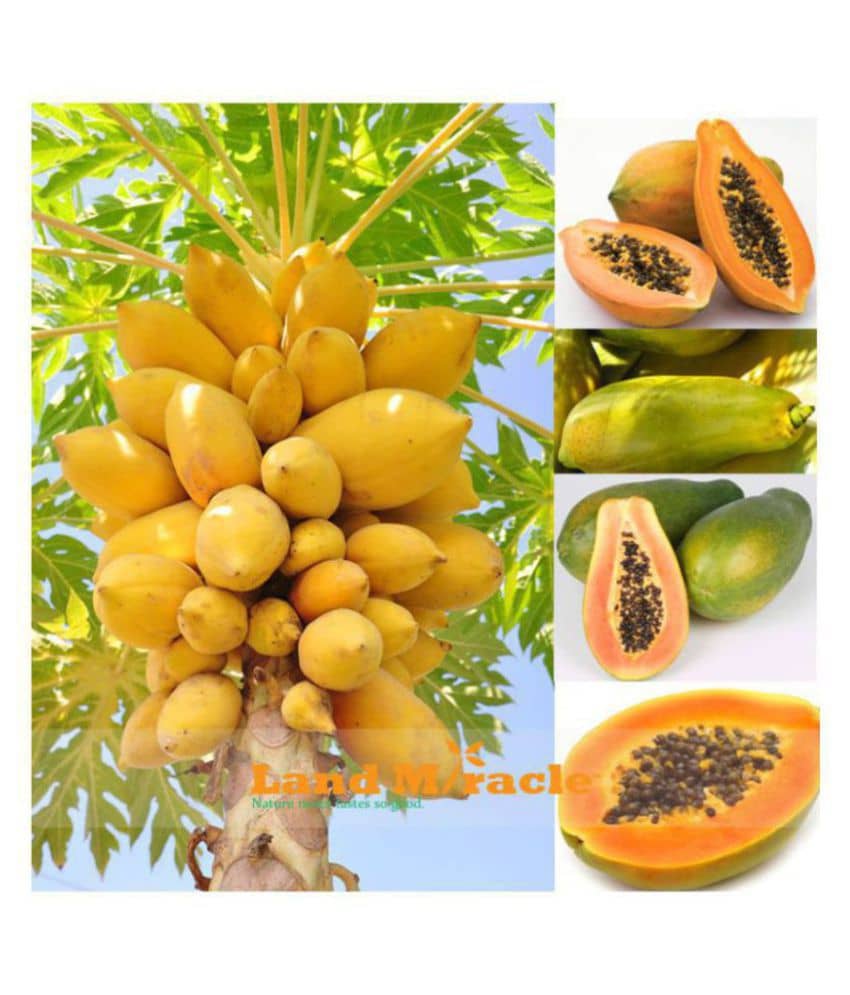 Fruit Seeds Papaya Seeds Fruit Seeds For Home Garden In India Bonsai Suitable Fruit Seeds Garden Pack