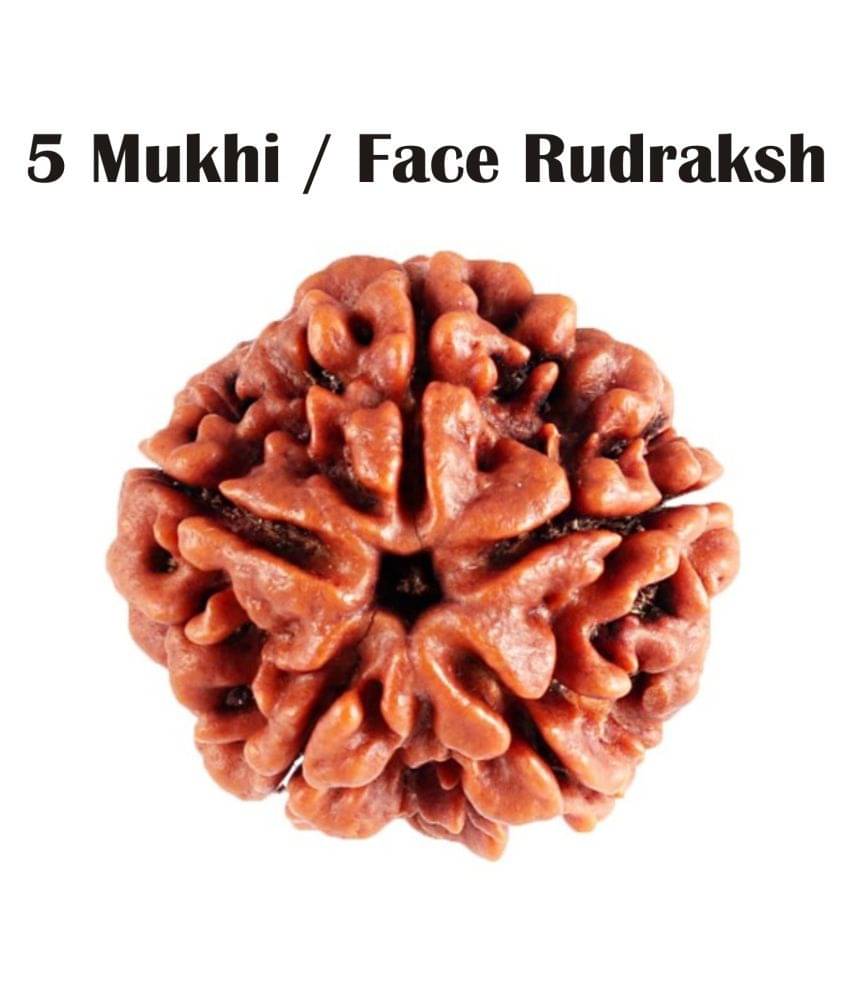     			SRI VEDIC PRATISTHAN Rudraksha Pack of 2