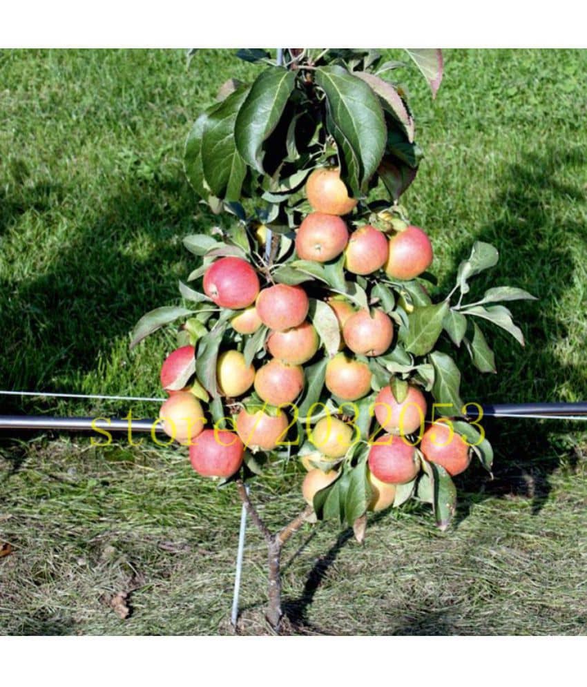 OhhSome Bonsai Suitable Fruit Seeds : Apple - King Bloom Plant For Balcony Bonsai Suitable Fruit Seeds Pack