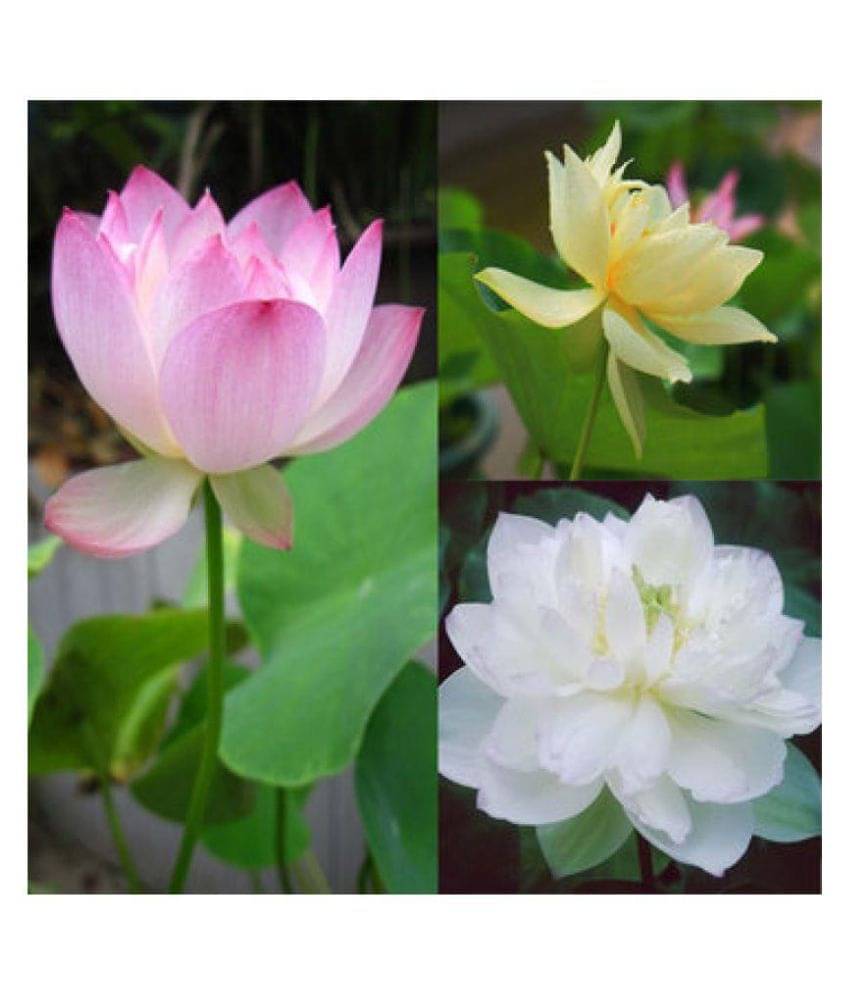     			3 colors mixing bowl lotus seeds