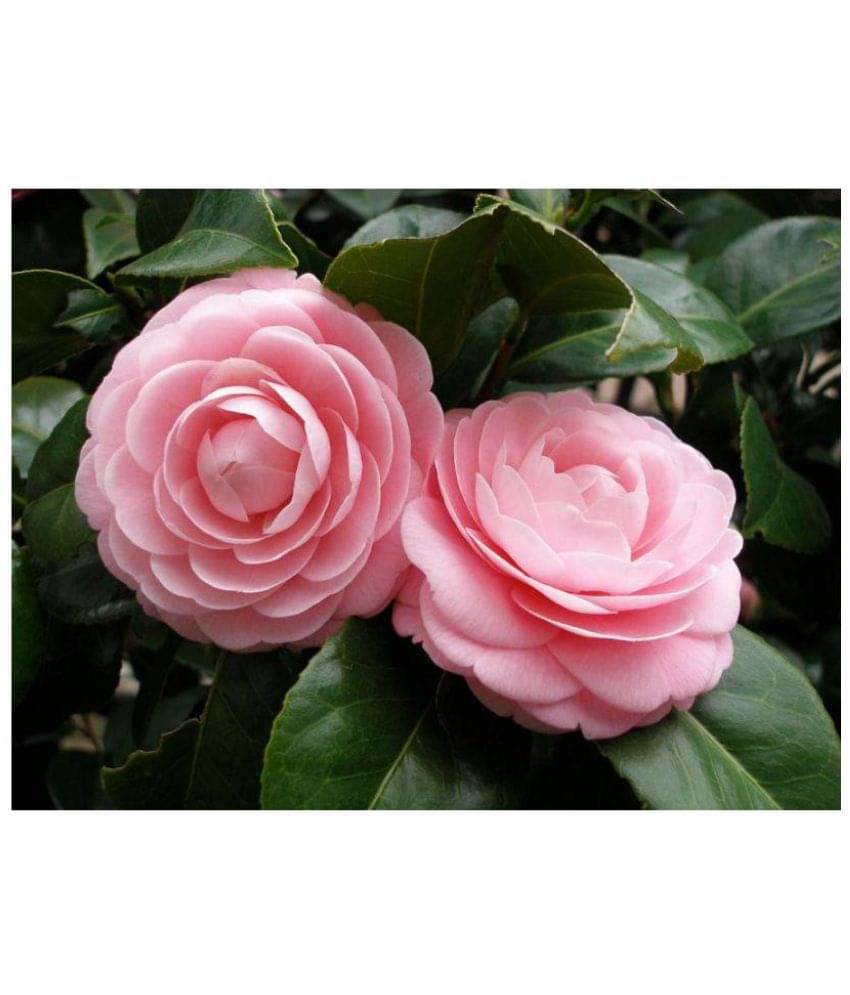     			Nema Camellia flowers seeds - 50 Seeds