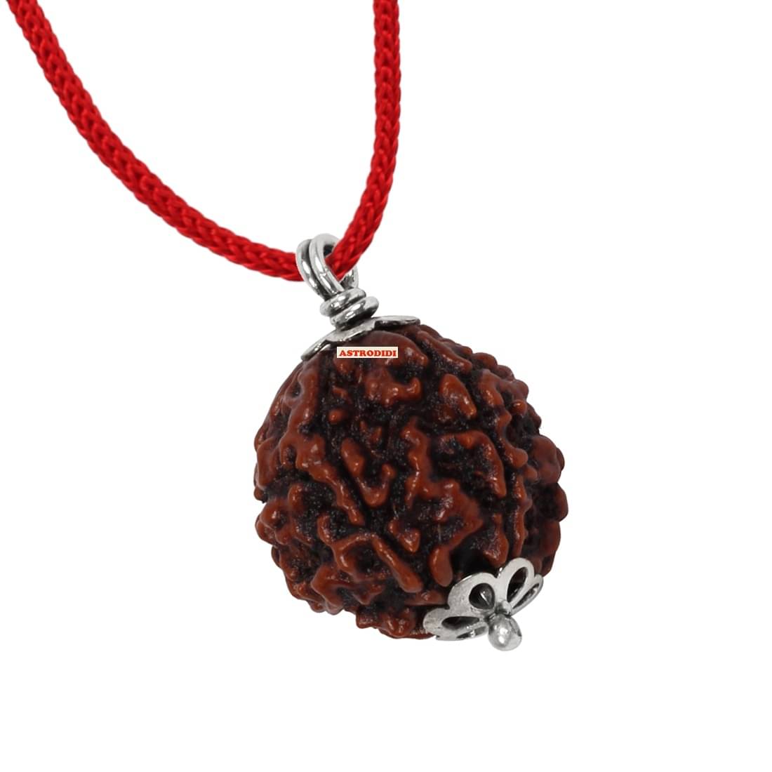     			Astrodidi 5 Mukhi Five Face Rudraksha With Lab Report