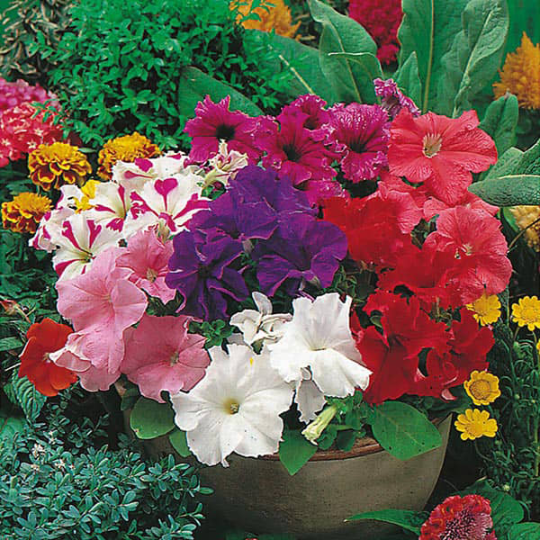M-Tech Gardens Rare Hybrid Petunia " Grandiflora Mixed " Flower Seeds for Growing ( 100 Seeds Pack ) - PETUNIA112