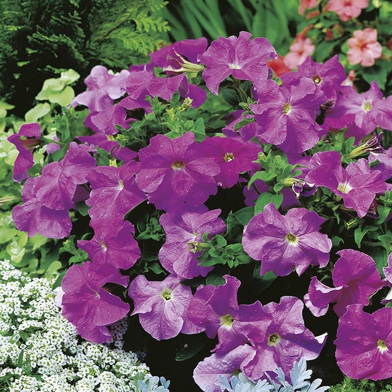 M-Tech Gardens Rare Hybrid Petunia " Storm Lavender " Flower Seeds for Growing ( 100 Seeds Pack ) - PETUNIA117