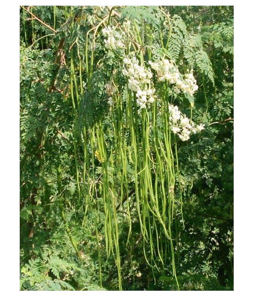 SHOP 360 GARDEN DRUMSTICK / SAJNA / MORINGA OLEIFERA SEEDS - PKM1-100 SEEDS