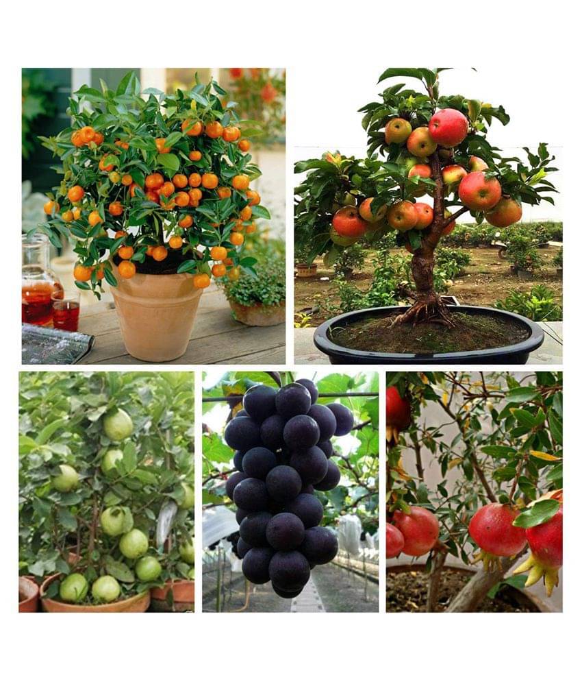 Dwarf Fruit Seeds Combo Orange,Apple, Grape, Pomegranate, Guava 5 seeds Each + 150gm Growing soil + Instruction Manual Inside Package Dwarf Fruit Seeds Combo Orange,Apple, Grape, Pomegranate, Guava 5 seeds Each + 150gm Growing soil + Instruction Manual Inside Package