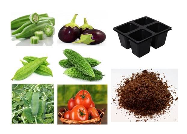     			60 Hybrid High Germination Seeds Combo Of 6 Varieties Of Vegetable + Cocopeat + 4 Hole Seedling Tray + Instruction Manual