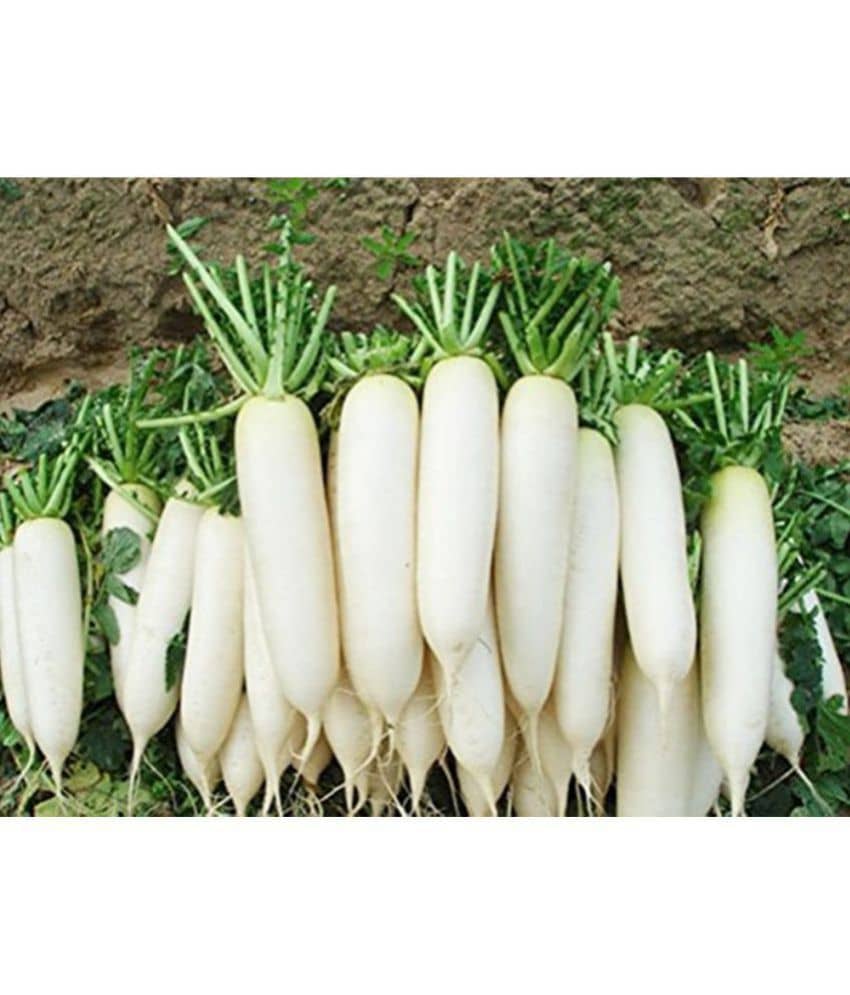 OhhSome Radish Seeds Vegetable Seeds