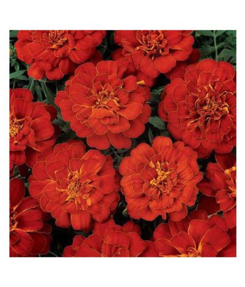 alkarty red marigold flowers seeds with growing soil
