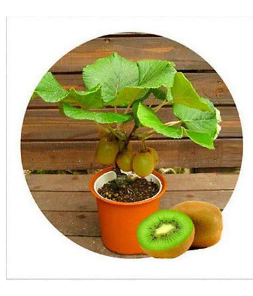 Kiwi Fruit Seeds Bonsai Kiwi Fruit Seed For Home Garden 20 seeds