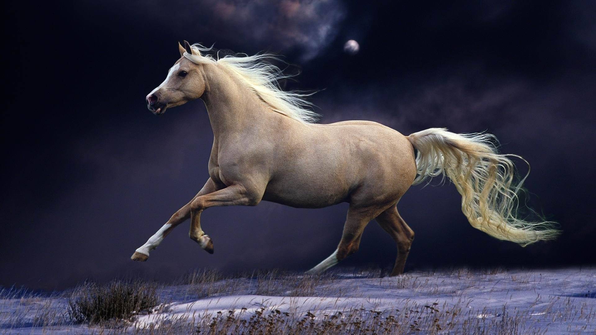     			American Noti Lucky Horse Paper Wall Poster Without Frame