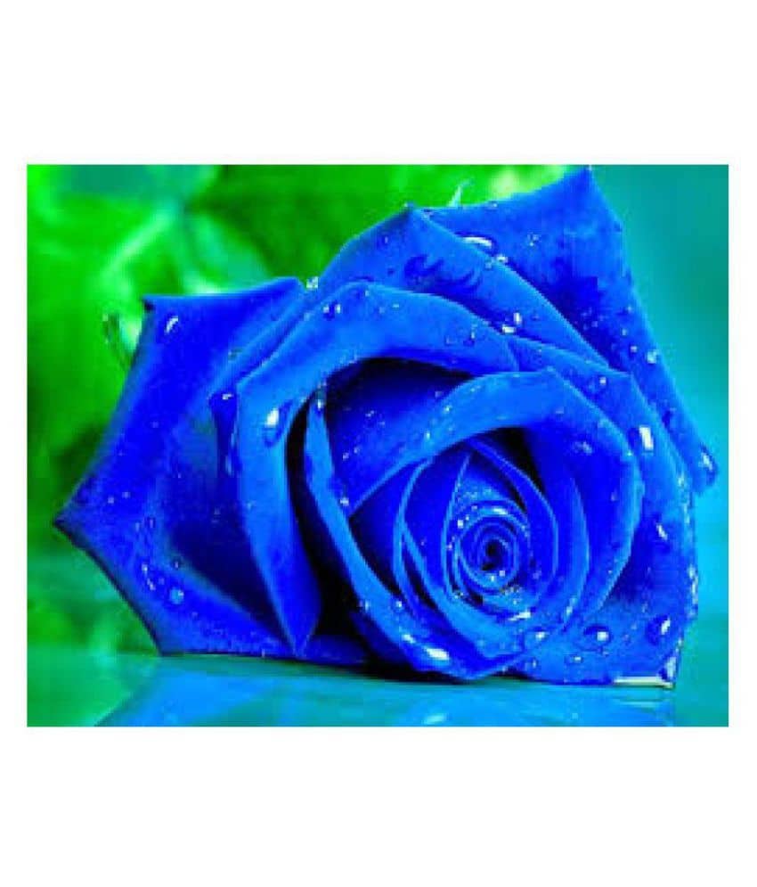 rose flower seed