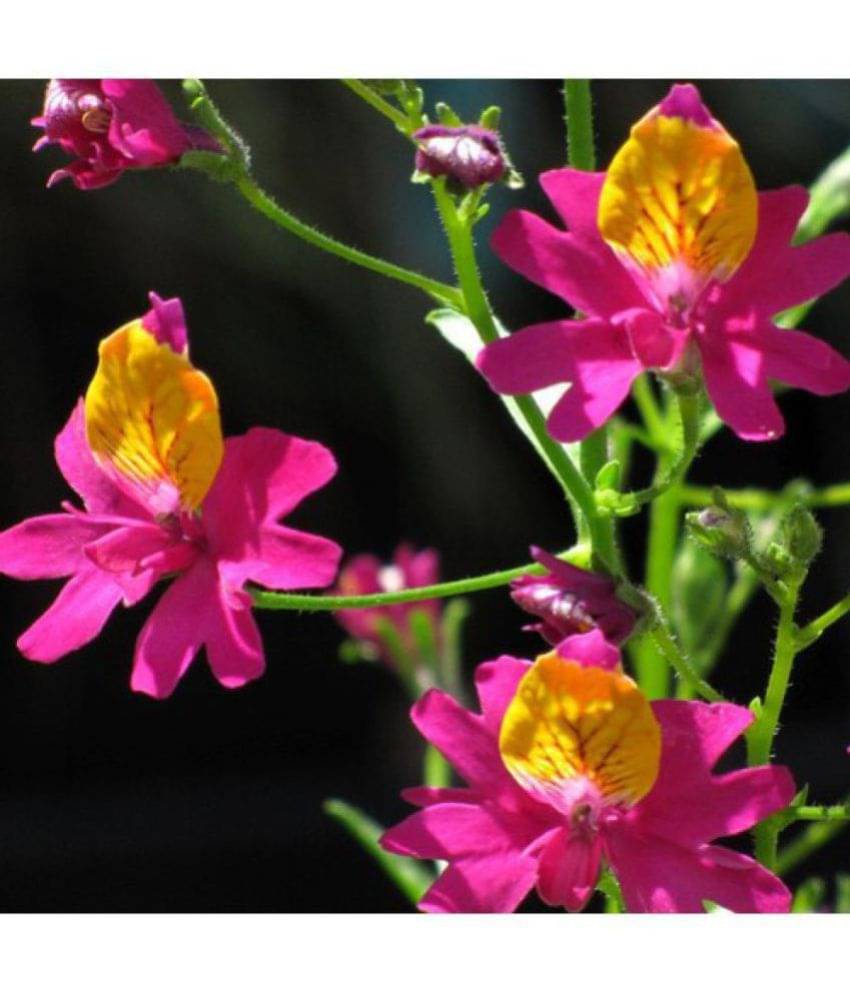 Flower Seeds : Poor Man'S Orchid Garden Seeds Seeds Balcony Pot Flower Plant Seeds Home Garden Plant Seeds Eco Pack Garden Plant Seeds By OhhSome     			Flower Seeds : Poor Man'S Orchid Garden Seeds Seeds Balcony Pot Flower Plant Seeds Home Garden Plant Seeds Eco Pack Garden Plant Seeds By OhhSome