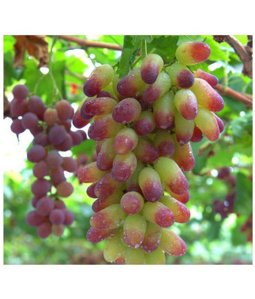 Nema Senior Courtyard Plants , Delicious Fruit seeds , Gold Finger 50pcs Grape Seeds
