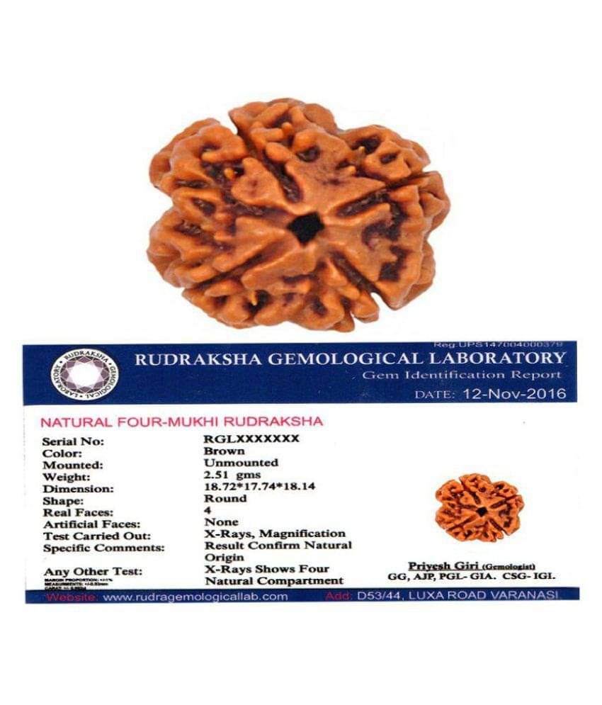     			4 Mukhi Nepali Rudraksha Lab Certified 4 Face Rudraksha