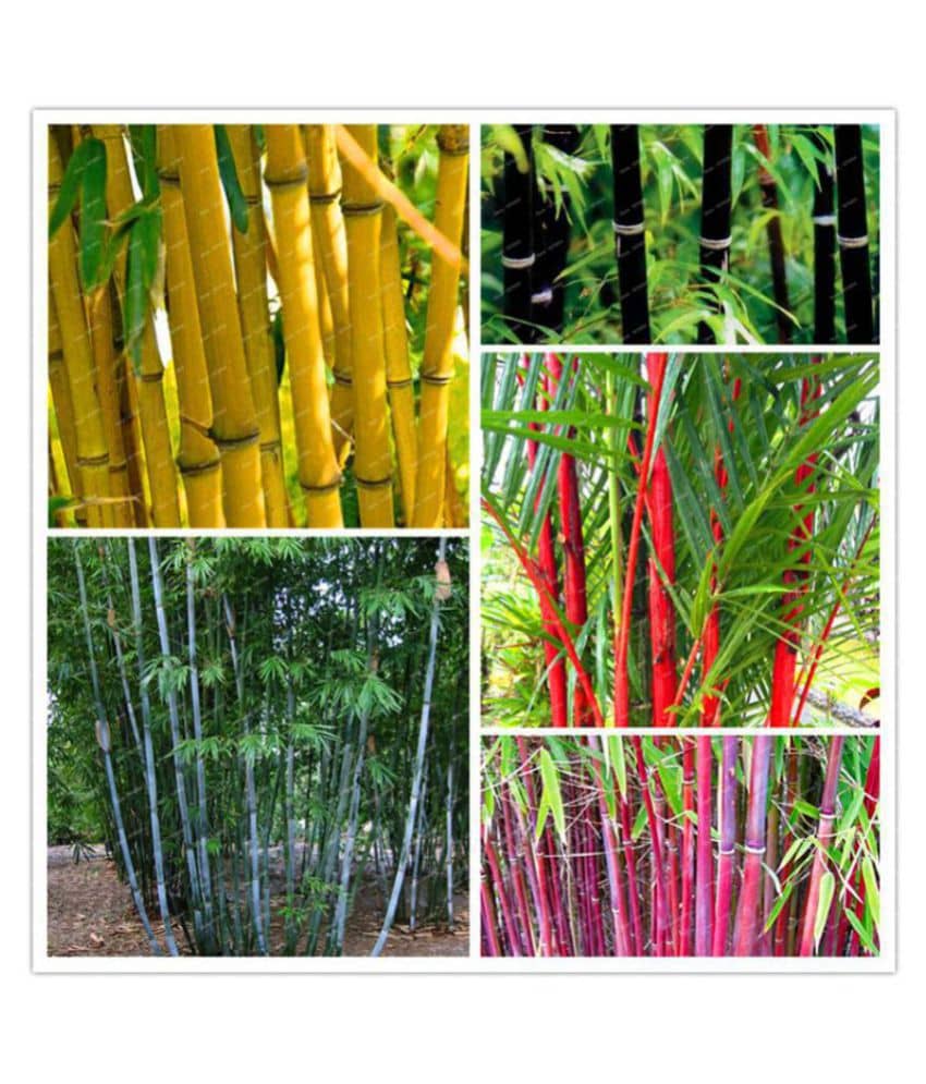 Colorful Garden Bamboo Combo Pack - 10 Seeds