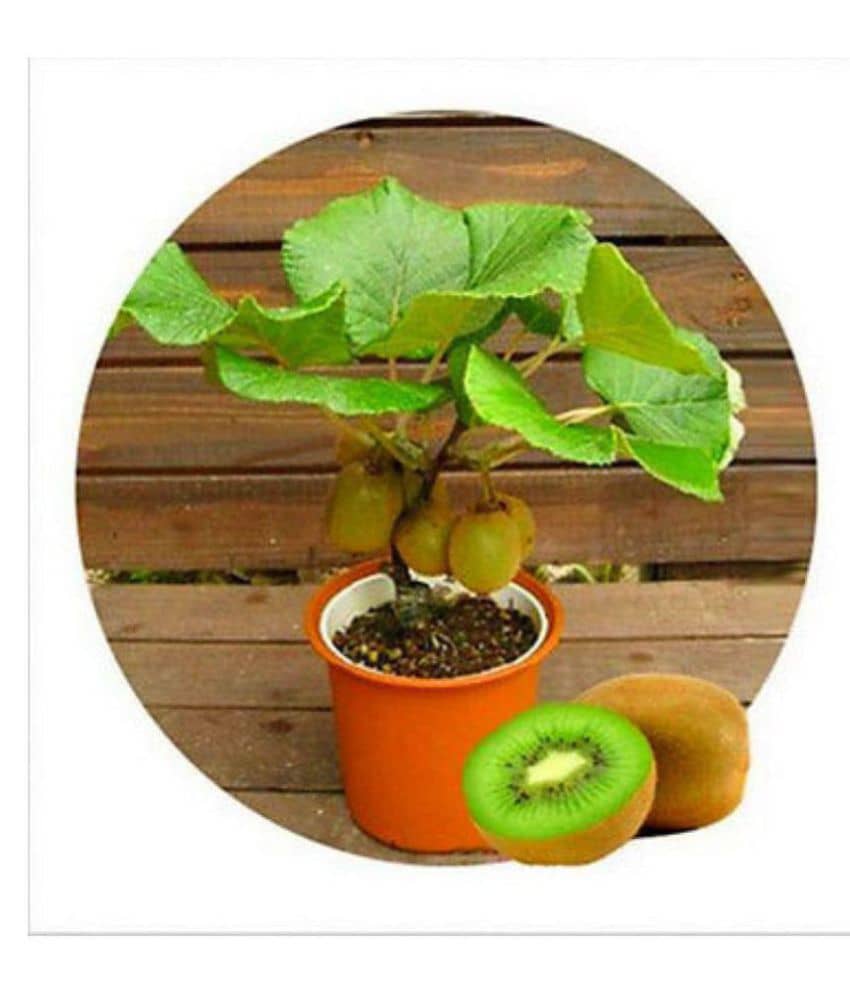Kiwi Fruit Seeds Bonsai Kiwi Fruit Seed For Home Garden 20 seeds