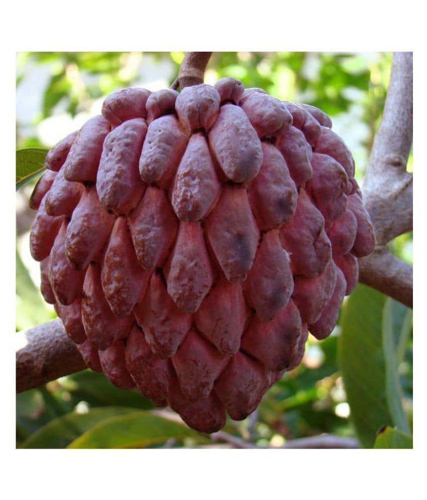 RARE RED Sugar Apple Fruit seeds - 20 Pcs TN ORGANIC