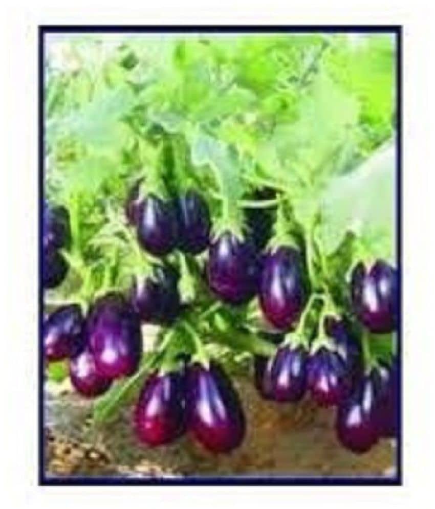 REAL NATURE BRINJAL (BENGAN) SEEDS | Pack of 50