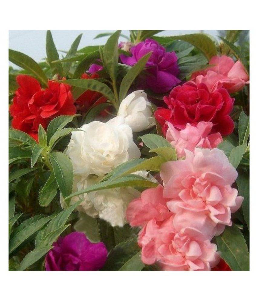 Balsam (Desert Rose/Brother Of Rose) Double Mixed Flowers Seeds - Pack of 400 Balsam (Desert Rose/Brother Of Rose) Double Mixed Flowers Seeds - Pack of 400