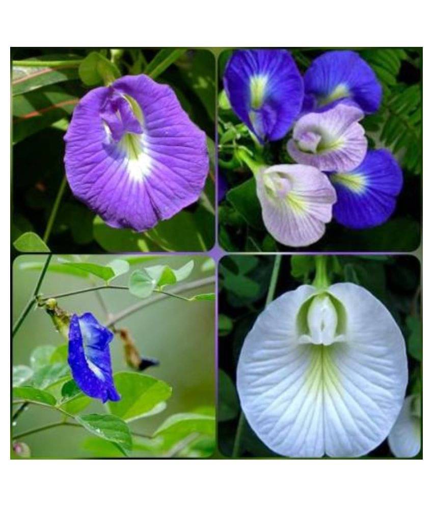 SHANKHPUSHPI / APARAJITHA / SANGU POO / CLITORIA TERNATEA / BUTTERFLY PEA MIXED FLOWER SEEDS - PACK OF 20 SEEDS SHANKHPUSHPI / APARAJITHA / SANGU POO / CLITORIA TERNATEA / BUTTERFLY PEA MIXED FLOWER SEEDS - PACK OF 20 SEEDS