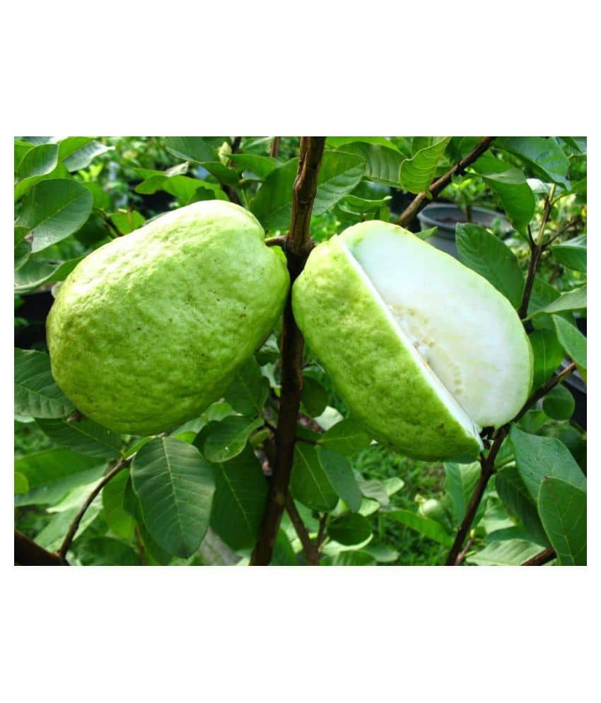 White Sweet Psidium Guajava Guava Fruit Seeds for growing - Pack of 50 seeds