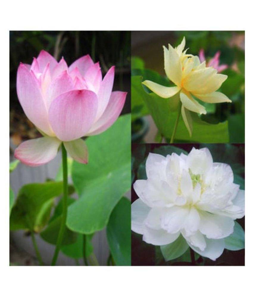     			AGREY 3 colors mixing bowl lotus seeds10 SEEDS