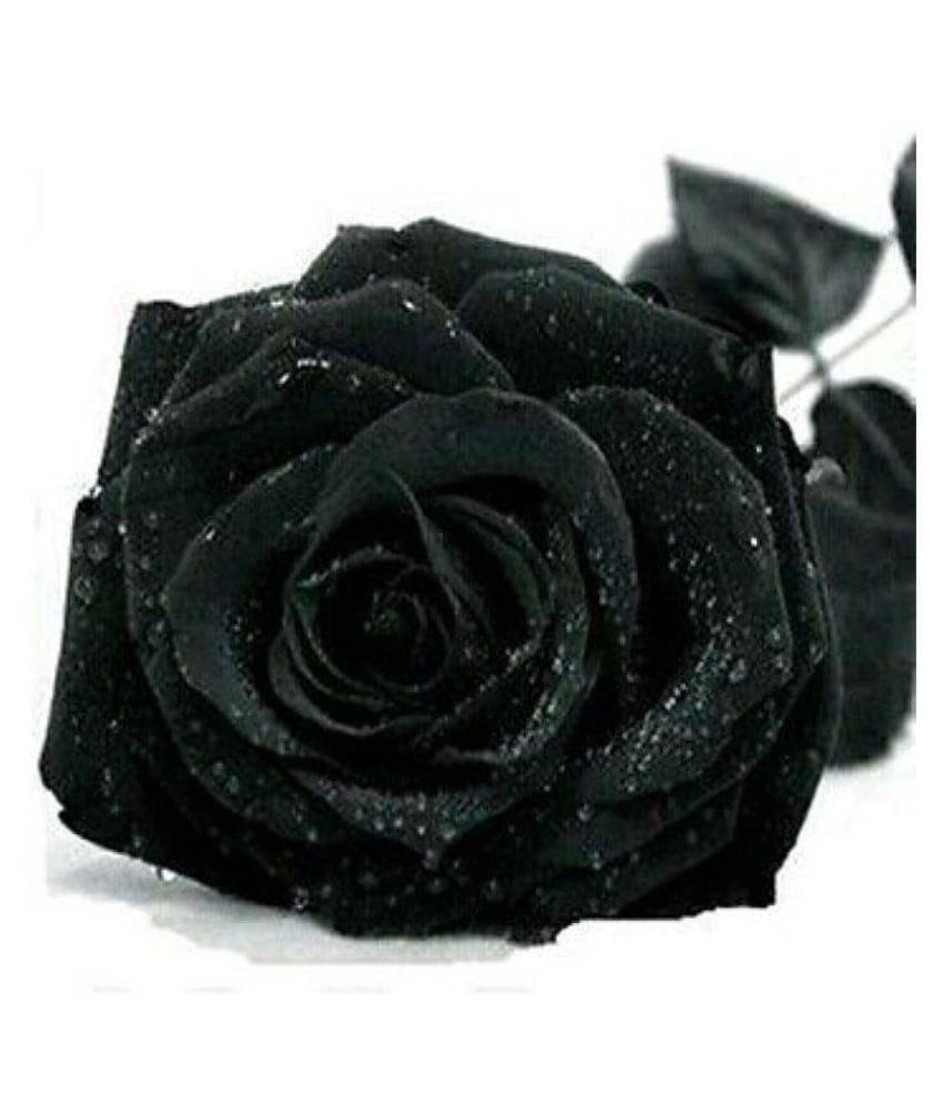     			Matrix Exotic Black Rose 20 Seeds/Pack