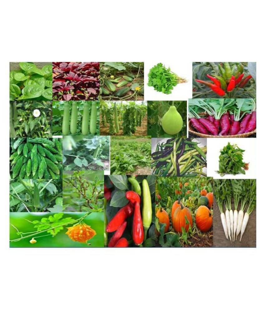 Vegetable Seeds Of Various Vegetable In A Multiple Pack,For All Session, Best Qualty And Also Well Tested,Good And First Growing.100% Budding Vegetable Seeds Of Various Vegetable In A Multiple Pack,For All Session, Best Qualty And Also Well Tested,Good And First Growing.100% Budding