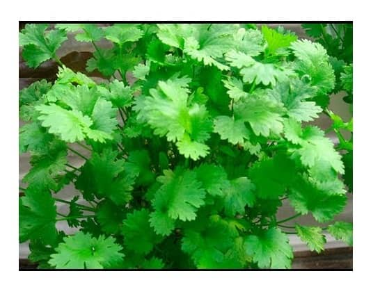 Modern Plants - Dhaniya/Coriander 50 Seeds - Natural Best Quality Seeds
