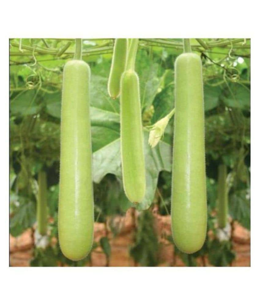 SarvaRetail Organic Bottle Gourd Seeds (Pack of 20 High Quality Seeds)