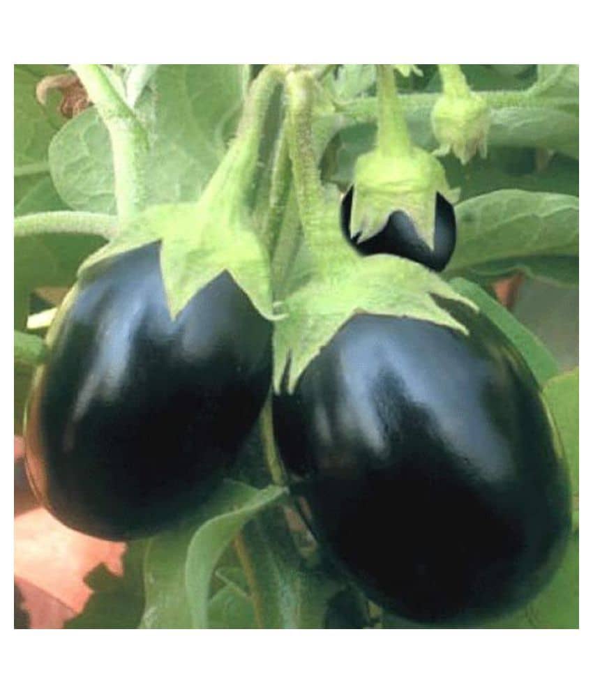 Round Brinjal Hybrid Seeds - Pack of 50 Seeds
