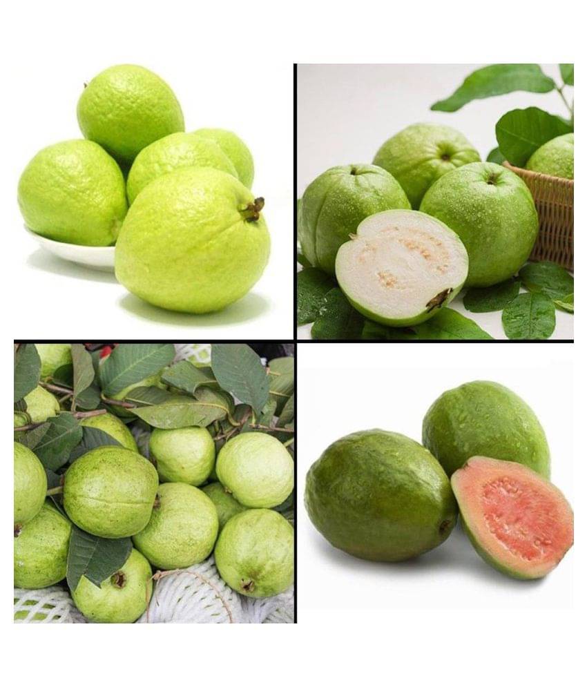     			Indoor Dwarf Mixed 100 PCS Organic Large Sweet Guava Seeds