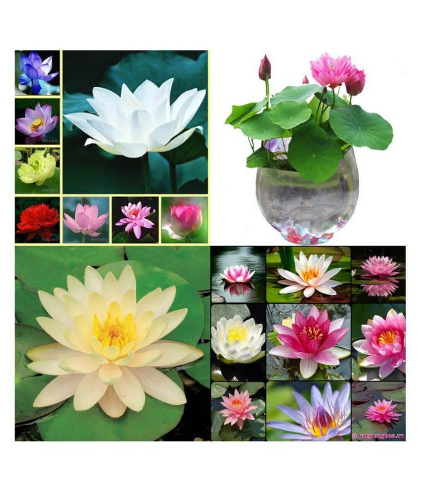 Alkarty Colorful lotus flowers seeds