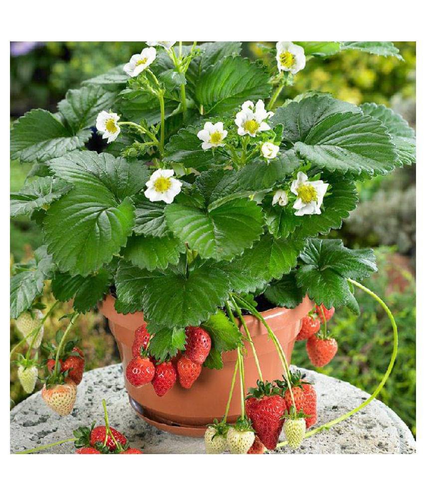     			Matrix Hybrid Strawberry Seeds for Garden/Pot