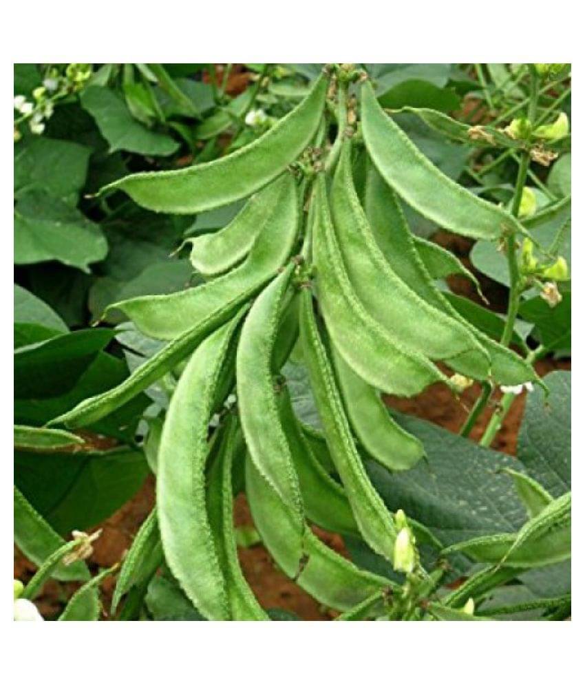 Royal Paradise Garden Lablab Dolichos Bean Seeds " Arka Amogh " High Yield Variety Vegetable Seeds ( 10 Seeds Pack ) - Pod Yield: 19-20 t/ha in 75 days Royal Paradise Garden Lablab Dolichos Bean Seeds " Arka Amogh " High Yield Variety Vegetable Seeds ( 10 Seeds Pack ) - Pod Yield: 19-20 t/ha in 75 days