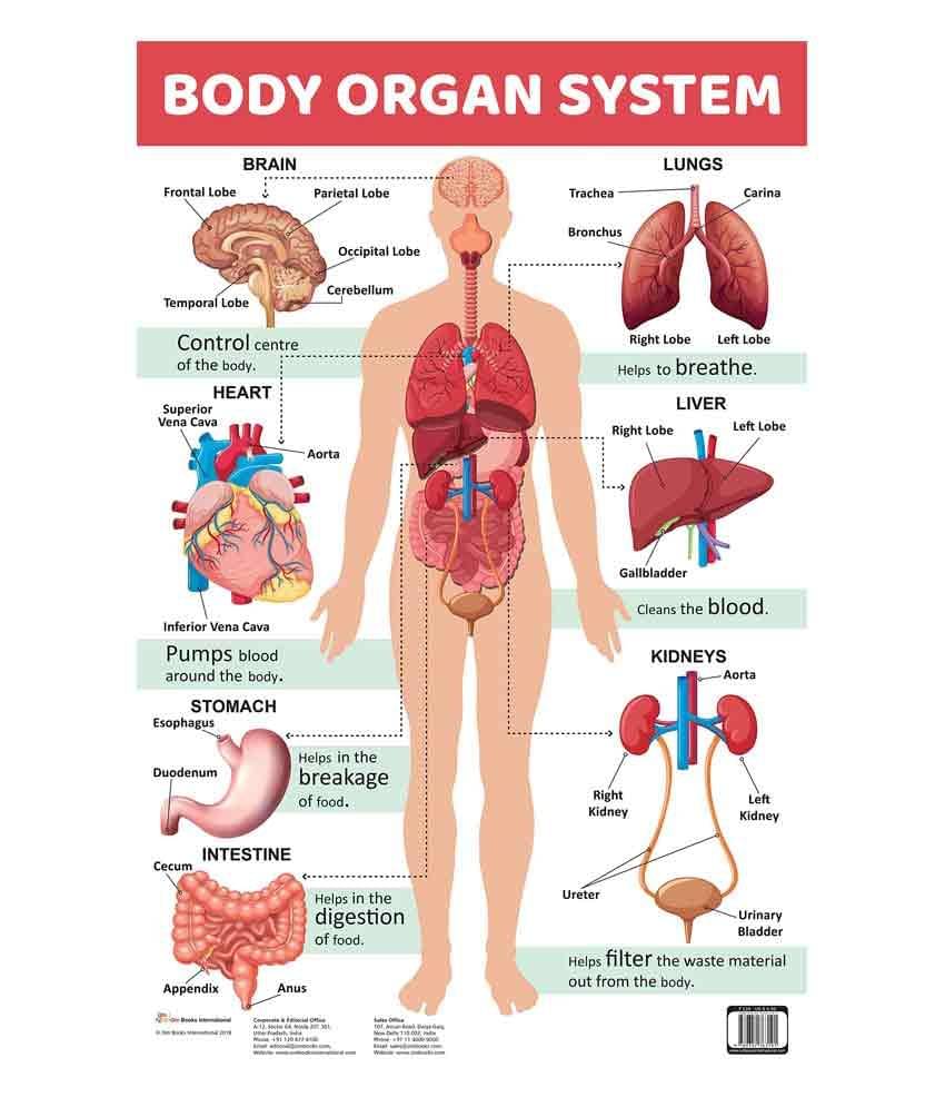     			Chart Body Organ System