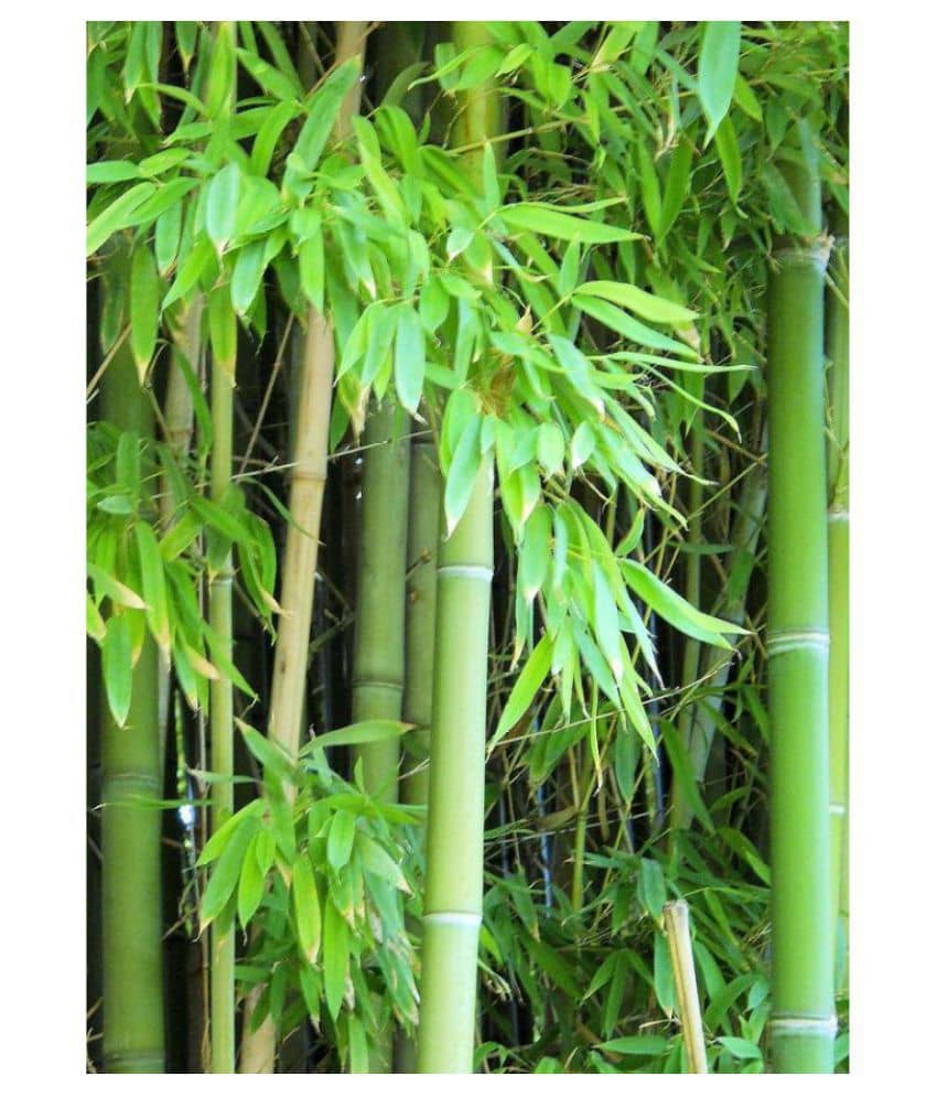 Male Bamboo Seeds For Outdoor Bamboo Seeds Garden Pack