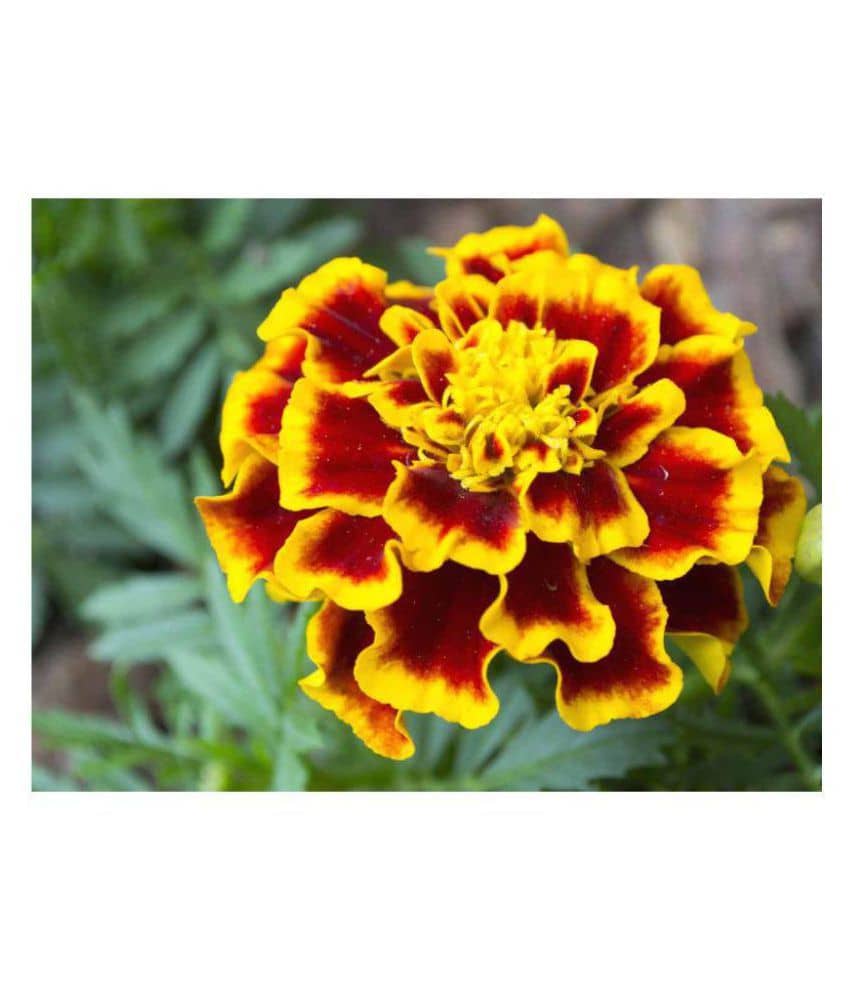 AGREY AFRICAN MARIGOLD FLOWER SEEDS 30 SEEDS