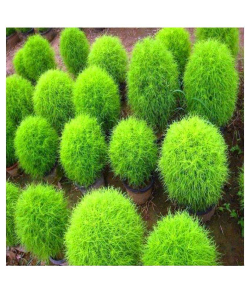     			Kochia Seeds Packet of 100 Seeds