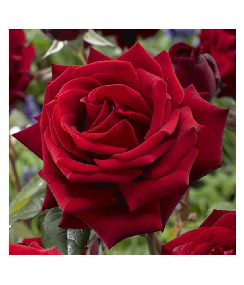 rose flower seed