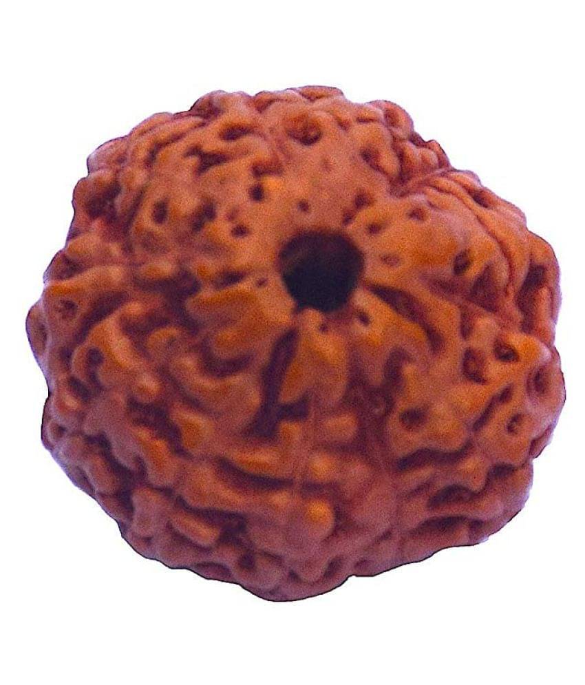     			12 Face Indonesian Rudraksha12 Mukhi Indonesian Rudraksha/Twelve Faced Indonesian Rudraksha With Lab Certified