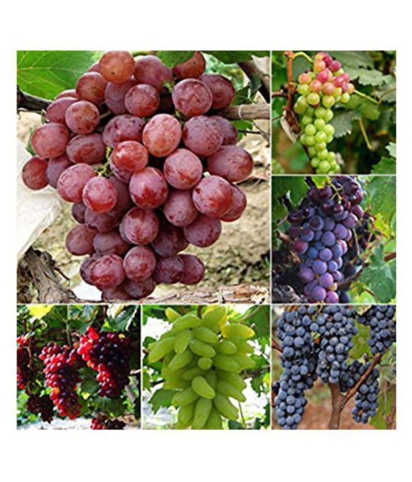 Azalea Gardens Grape Seeds Vitis Vinifera Delicious Fresh Fruit Mixed Seeds 20 SEEDS PACK