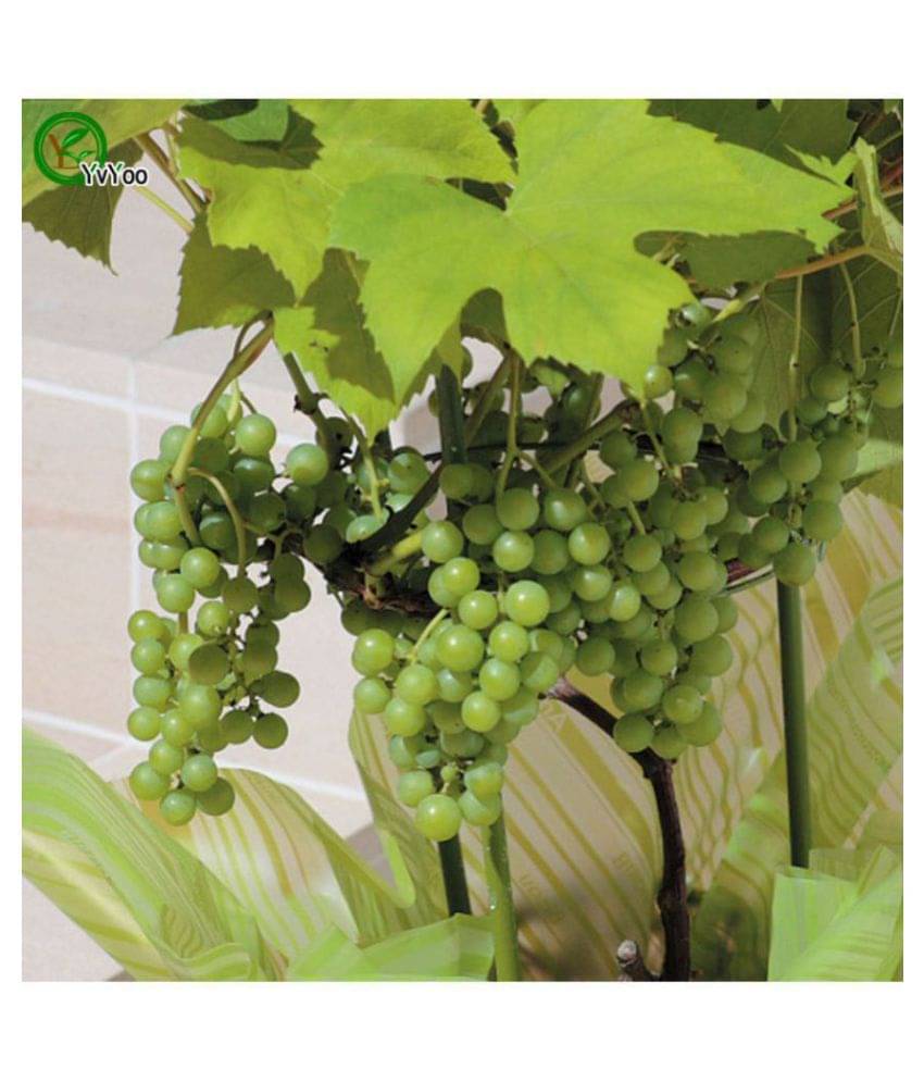 Fruit Seeds Witch Finger Grape Vine Seeds Juicy Fruit Seeds Mixed Seeds For Home Garden Kitchen Garden Bonsai Suitable Fruit Seeds Pack Fruit Seeds Witch Finger Grape Vine Seeds Juicy Fruit Seeds Mixed Seeds For Home Garden Kitchen Garden Bonsai Suitable Fruit Seeds Pack