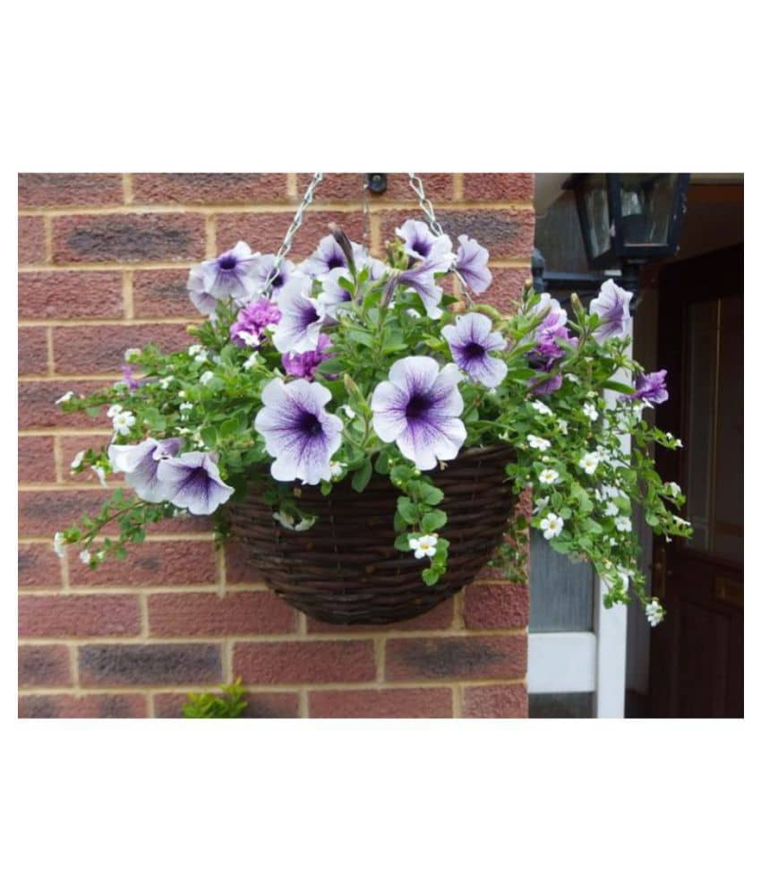 Funnel-Shaped Petunia Flower Seeds For Winter - Garden Flower Seeds