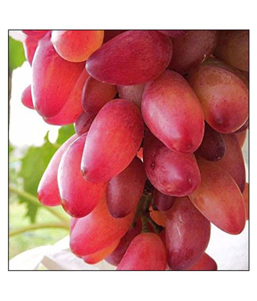     			Futaba Red Grape Seeds Fruit Seeds