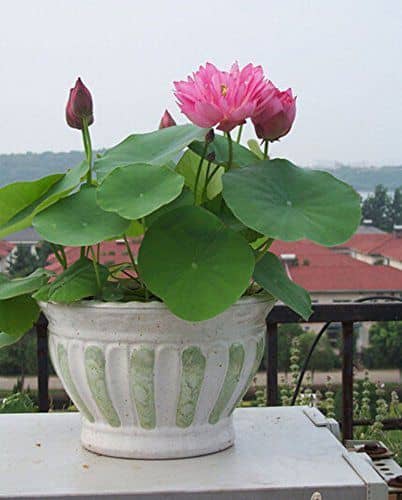 Hydroponic Aquatic Plant Flowers Seeds (Pink, 20 Pieces)